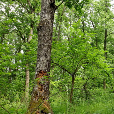1.kép A cserépfalui projekt területen (BNPI) egy természetes úton kialakult mikroélőhelyeket hordozó fa