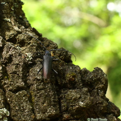 5. kép Nagy hőscincér (Cerambyx cerdo) a csertölgy(Quercus cerris) törzsének napsütötte részén petézőhelyet keres