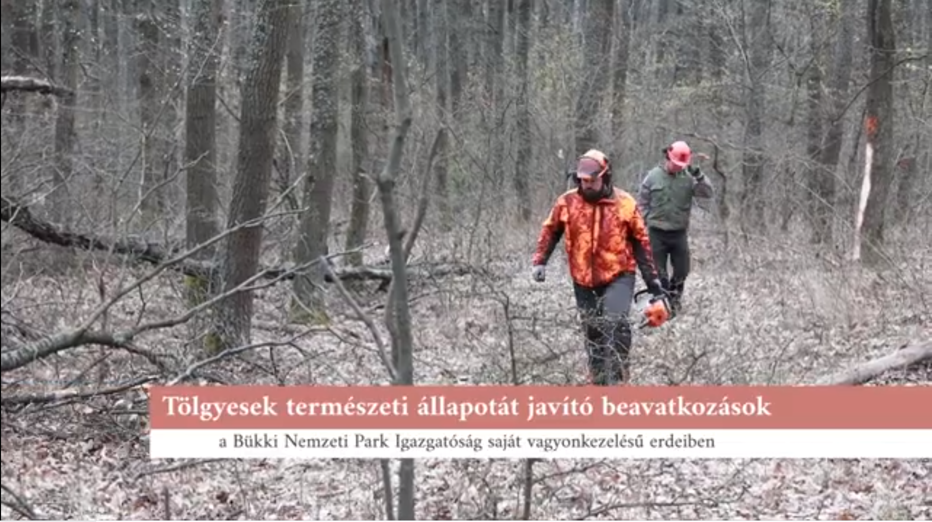 Legújabb rövid filmünk a BNPI erdészeti beavatkozásairól
