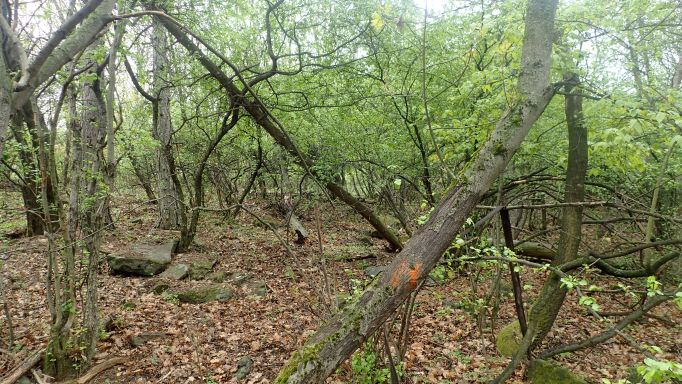 Szépen fejlődnek az őshonos facsemeték az Ostoros-völgyben