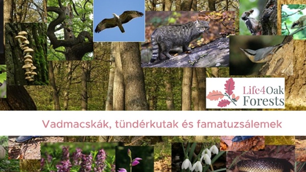 Vadmacskák, tündérkutak és famatuzsálemek